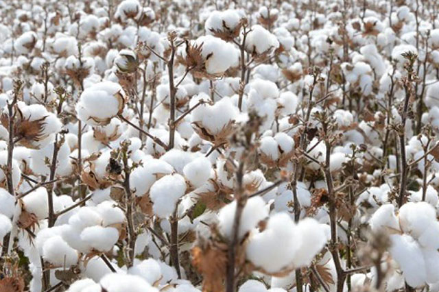 Cotton